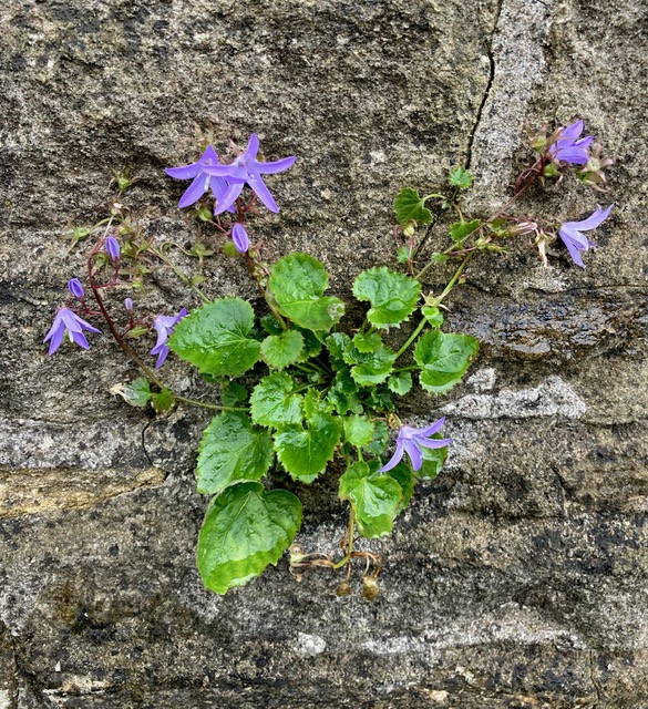 Vibrant purple flowers and lush green leaves growing from a rustic stone wall, showcasing natural beauty and charm